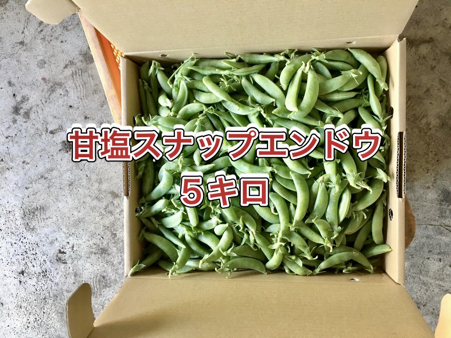 栽培期間中農薬不使用 スナップエンドウ500g - 野菜