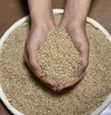 【農薬・化学肥料不使用】令和2年産-加賀のコシヒカリ玄米2㎏