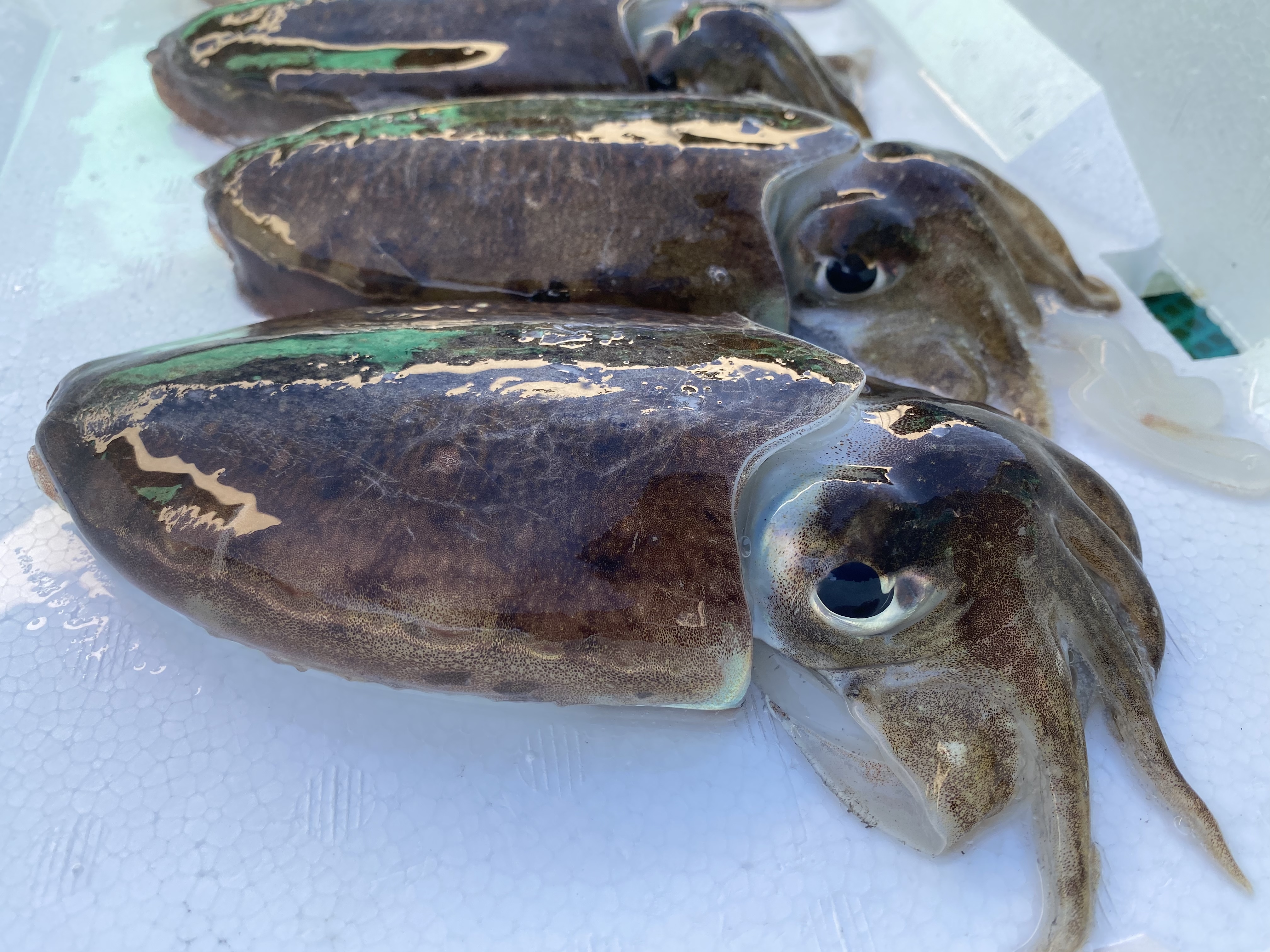 冷凍 コウイカ 中 1kg 3 5杯 送料一律800円 魚介類の商品詳細 ポケットマルシェ 産直 産地直送 通販 旬の果物 野菜 魚介をお取り寄せ