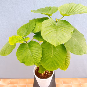 【在庫販】　フィカス　ゴムの木　ウンベラータ　フィカスウンベラータ　インテリアグ
