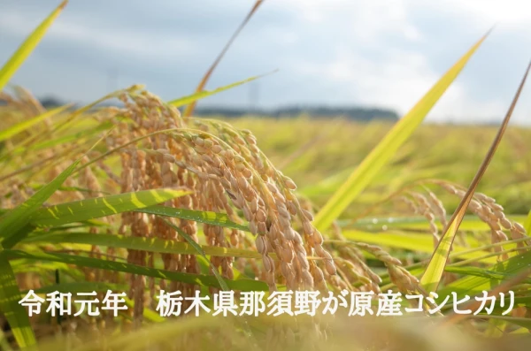 【精米済/白米】令和元年 栃木県 那須野が原産コシヒカリ 5〜20kg
