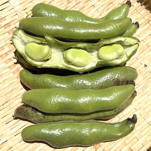 旬の味覚！ほくほく食感！【新鮮そら豆】1kg〜