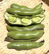   旬の味覚！ほくほく食感！【新鮮そら豆】1kg〜