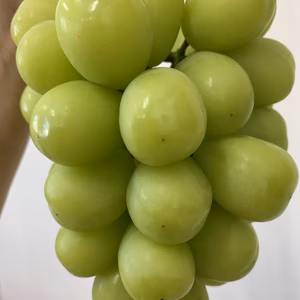 香川県産シャインマスカット