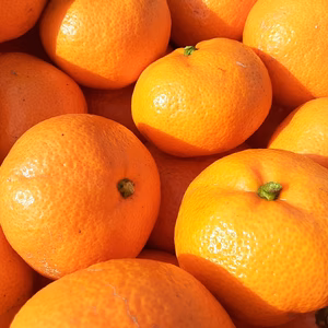 温州みかん【2kg】コク深さと余韻がクセになる小田原の特産品！