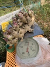 土佐山村の新生姜　1kg