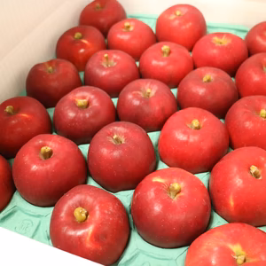 【クッキングアップル！】紅玉 約3kg(10～13個)約5kg(18～23個)