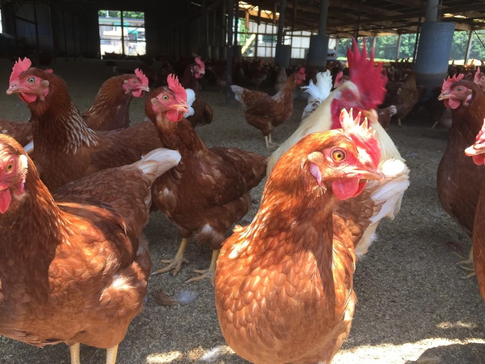 クール便【酵母・平飼い卵30個】酵母を与えて育った平飼いたまご（元気たまご）