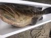 ※送料込み【松島産】天然クエ（12.5kg）