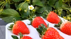 ❛苺❜三拍子揃った美味しさ！品種：よつぼし