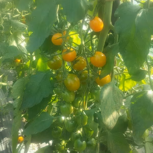 ミニトマト、ピッコラカナリア