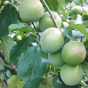  青梅【古城梅】ごじろうめM/L混在サイズ（4kg)和歌山産