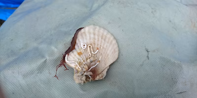 こんなホタテにも生きた証を！