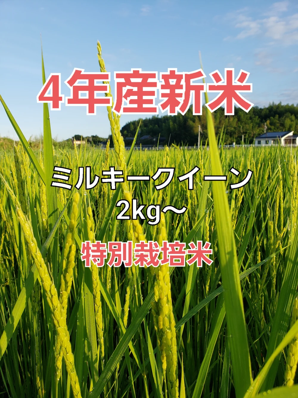 4年産ミルキークイーン精白米
