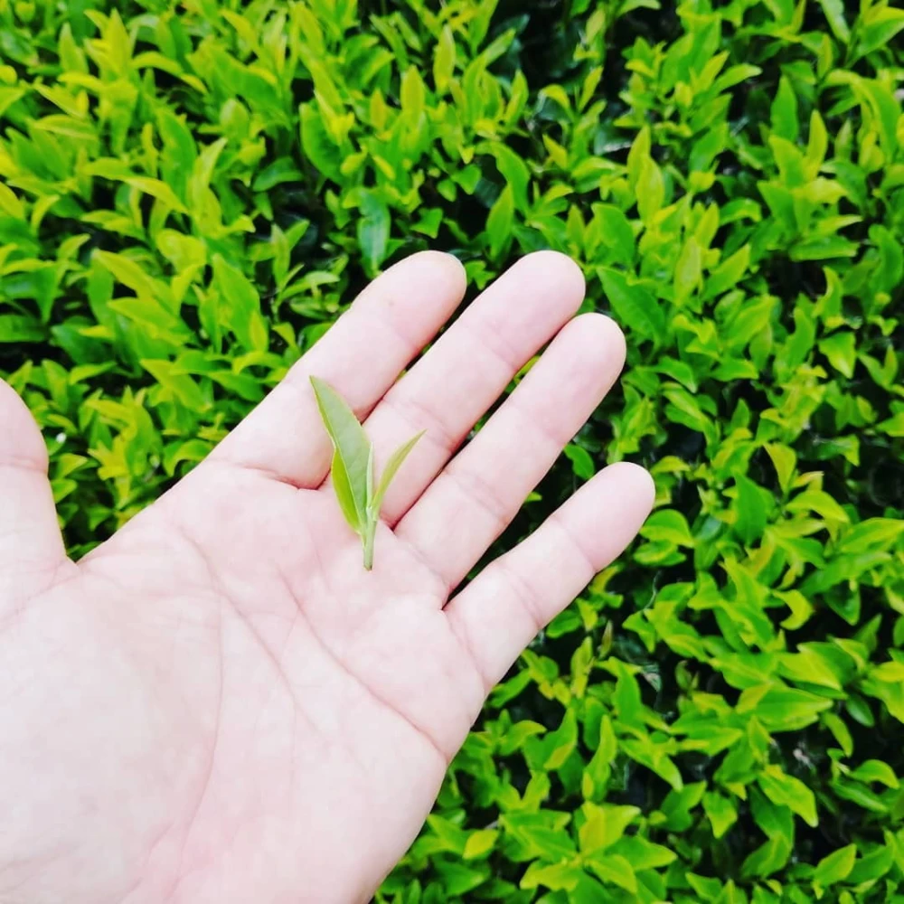 5種類お試しセット♡緑茶2・ほうじ茶2・京紅茶１(農薬・化学肥料・除草剤不使用）