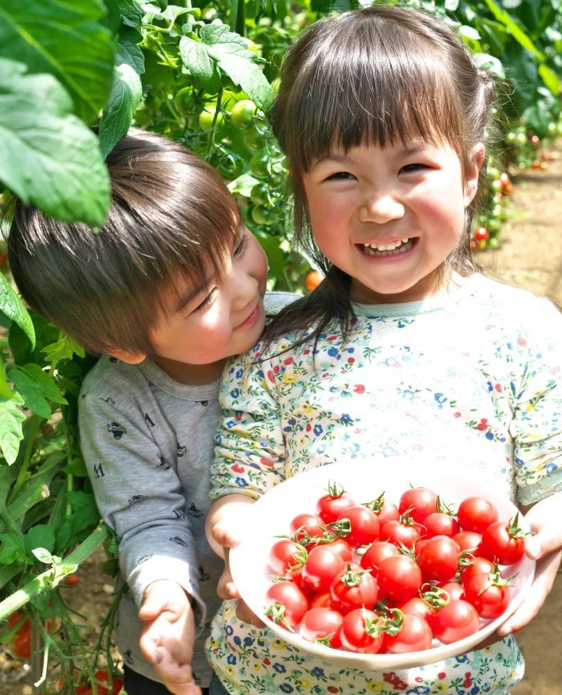 ★送料お得・2箱セット★　旨味の塊！出汁を与えた超濃厚ミニトマト