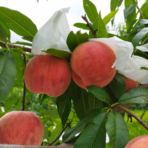 数量限定！おぐら農園オリジナル品種桃、大森ハニー家庭用、中玉〜大玉、特別栽培