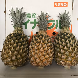 沖縄県石垣島産大玉スナックパイン3個入り