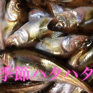 今年も来ました‼️ 季節ハタハタBOX