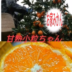 すぐ発送4箱！お家用　木成り甘小粒ちゃんプチ❢田口完熟早生 優品【２S ～4S】