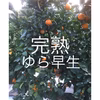 和歌山産 ゆら早生みかん 小粒