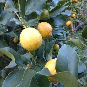 広島県産レモン‼️美品　5kg(箱込み)