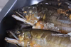 【１５％割引】【天然鮎】北関東の清流 那珂川産（22尾約590g）