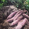 色鮮やか紫芋2kg〜「栽培期間中農薬化学肥料不使用」
