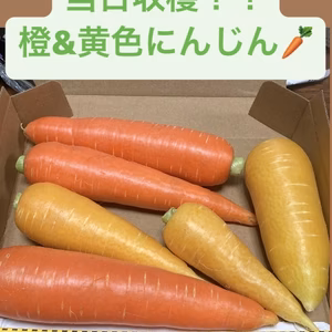 当日収穫！２色にんじんセット！