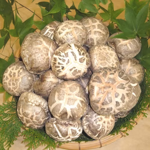 とよのこ　（大分県産　原木栽培の生しいたけ　900ｇ）