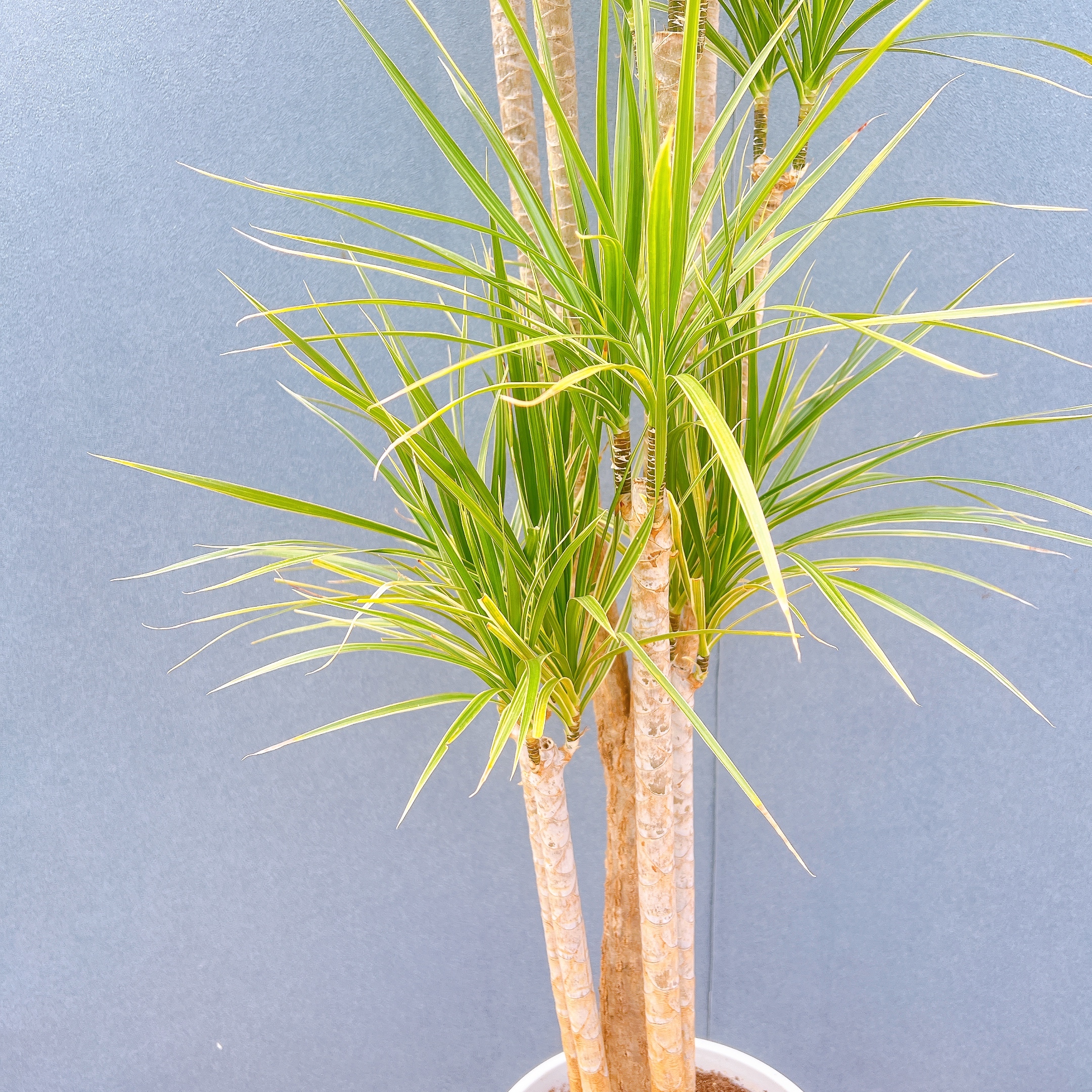 在庫販売】 ドラセナ コンシンネ ホワイボリー 観葉植物 特大