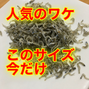 豊漁お礼価格！海の中そのままおとどけ！ほぼちりめんなのに！