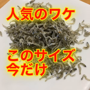 豊漁お礼価格！海の中そのままおとどけ！ほぼちりめんなのに！