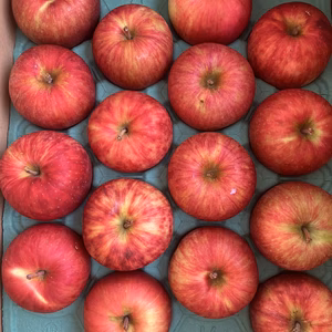 【クール配送】青森県産りんご 「つがる」家庭用 キズ有 【フルーツキャップ】