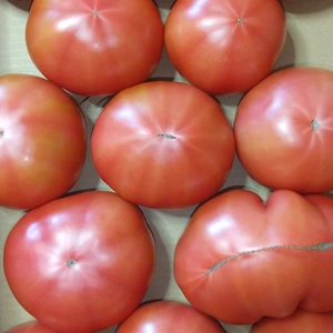 この時期だけ？超大玉トマト。３Ｌ、４Ｌの大玉。重量比は、かなりお得です。