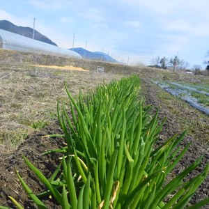（農薬/化学肥料・不使用）ネギの蕾＝150ｇ　ネギ＝400ｇ　菜花＝180ｇ