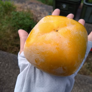 【送料500円引き】和歌山県産 ひらたねなし柿 5kg（訳あり品）
