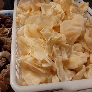 【今が旬・食べる美容液】白い　きくらげ・西軽井沢産・1kg　農薬不使用　冷凍可能