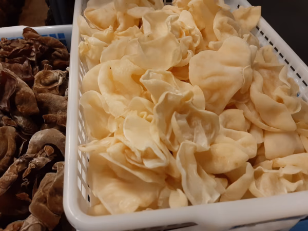 【今が旬・食べる美容液】白い　きくらげ・西軽井沢産・1kg　農薬不使用　冷凍可能