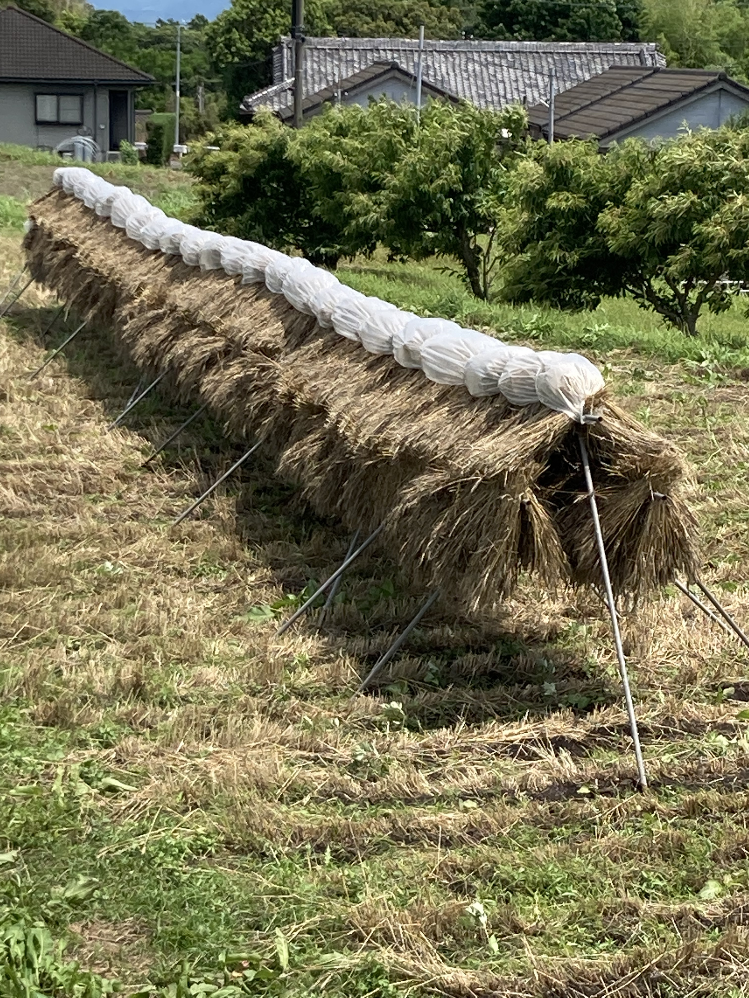 小麦の薄力粉500g 桜島の恵み無農薬 無肥料 除草剤不使用｜米・穀類の