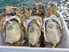 とぉ～ってもミルキーな牡蠣三陸直送！殼付き牡蠣生食用20個
