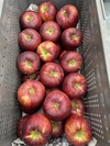 【贈答用】 シナノスイート 秋映 詰合せ 約3kg 信州りんご