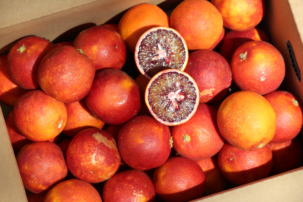 サイダーさま専用 他の方は 買えません ブラッドオレンジ モロ 5年生 大苗 サイダーさま専用 他の方は 買えません ブラッドオレンジ モロ 5年生 大苗