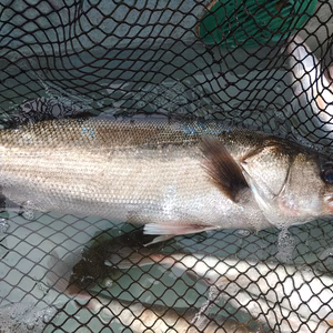 ✨本日朝獲れ✨6月10日　☆唐津産・天然鱸(スズキ)・2.4キロ☆