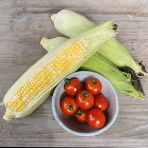 【北海道上富良野産】朝採り！小さめトウモロコシ＆ミニトマトセット