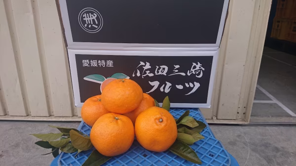 期間限定！愛媛県佐田岬産はるみ【訳あり】