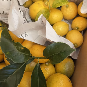 完熟‼︎【KUMANO LEMON】リスボンレモン4.5kg/農薬不使用