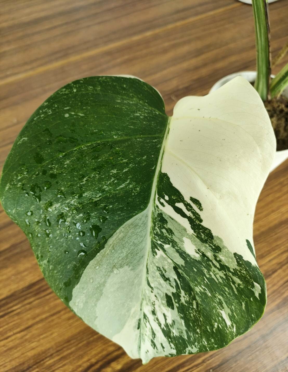 モンステラボルシギアナ 斑入り ②｜観葉植物の商品詳細
