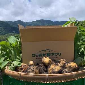 【ごろっごろジャガイモ】新じゃが　きたあかり（箱入）