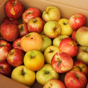 規格外や訳ありを集めた加工用りんご10kg　スムージーやお菓子作りにどうぞ！